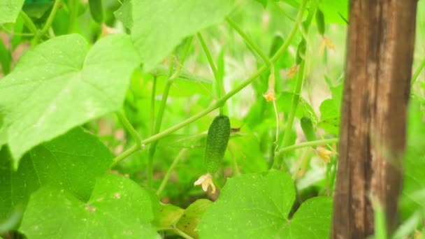 Cucumbers grown in open field in close-up. garden business. blooming cucumber. environmentally clean. — Stockvideo