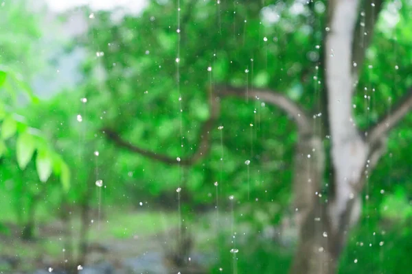 Lluvia Sobre Fondo Verde Del Bosque Textura Fondo Abstracción Selectiva — Foto de Stock