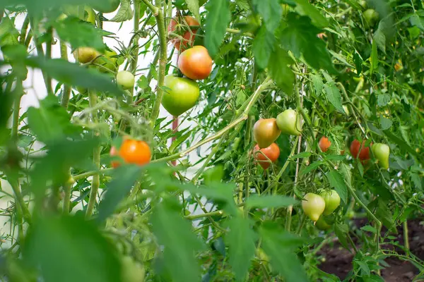 Ώριμες Ντομάτες Που Αναπτύσσονται Κλαδιά Καλλιεργούνται Στον Κήπο Πράσινες Και — Φωτογραφία Αρχείου
