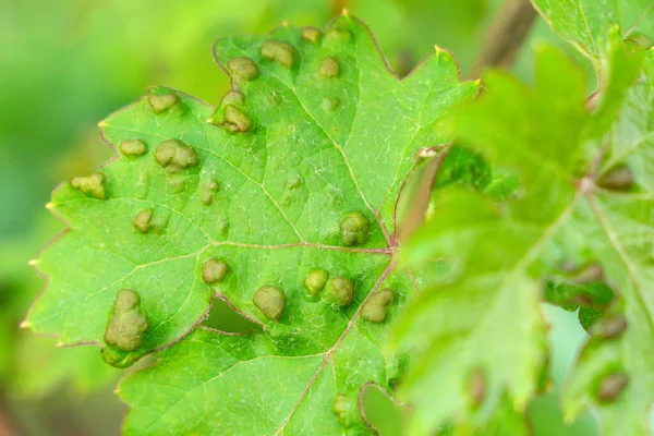Grape leaves disease infected vineyard grape plant disease — Stock Image Grape Leaves Disease Infected Vineyard Grape Plant Disease Stock Photo