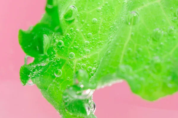 Green Lettuce Leaves Close Macro Fresh Vegetables Water Water Vegetarian — Stock Photo, Image