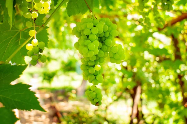 Cachos Uvas Verdes Vinha Ramo Luz Solar Brilhante — Fotografia de Stock