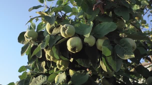 Фрукты айвы на ветвях деревьев органические фрукты в саду — стоковое видео