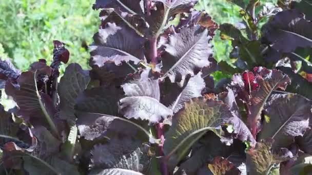 Hojas de lechuga fondo cultivando verduras de la tierra en el jardín — Vídeo de stock