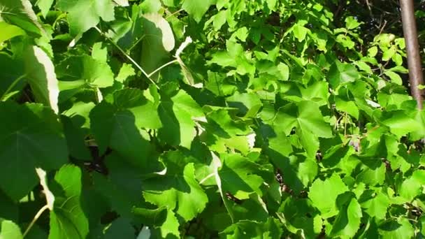 Leaves of the vineyard at home. grape growing — Stock video