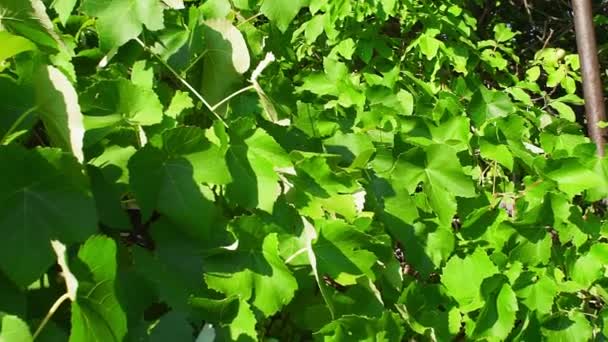 Hojas del viñedo en casa. cultivo de uva — Vídeos de Stock