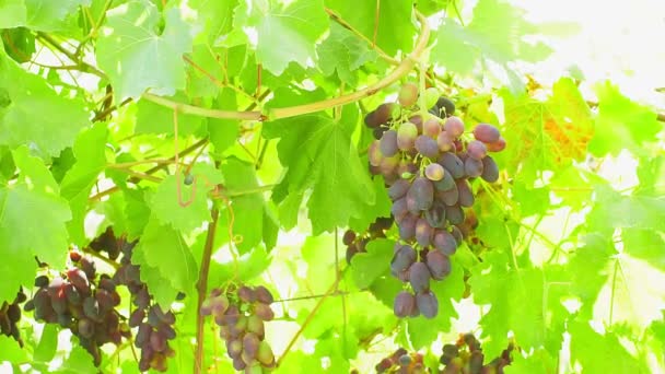 Спелый виноград в винограднике. сочные виноград осенью, яркий солнечный день, желтые листья — стоковое видео