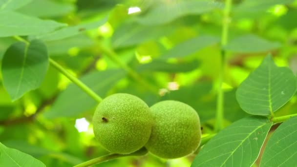 Las nueces verdes maduran, sobre la rama del árbol con las hojas verdes se acercan con los rayos del sol brillante. Concepto de crecimiento — Vídeos de Stock