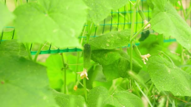 Zralé šťavnaté zelené okurky. Okurky pěstované na révě ve skleníku. Úhel zblízka. Ekologické zemědělství koncept ekologického ne Gmo farma potravin. — Stock video