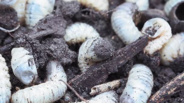 Witte worm close-up. de larve van de meikever, van dichtbij selectief gericht. aas voor de visserij — Stockvideo