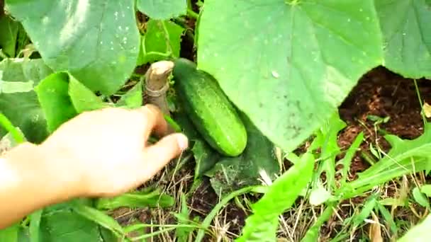 Cultivar pepino agricultor vegetal ecológico — Vídeo de stock