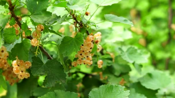 White currant berry close up crop — Stockvideo