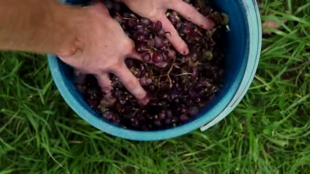 Winogrona owoce domowe wina przetwarzania dokładne zgniatanie — Wideo stockowe
