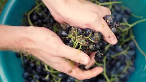 Squeezing juice from grapes by hands — Stock Video