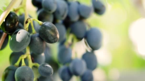Zwarte rijpe druiven closeup wijngaard — Stockvideo