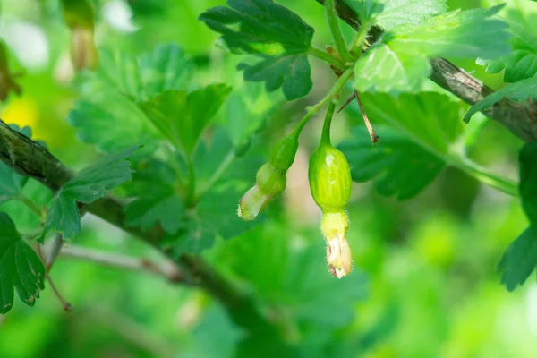 Kruisbessen Bush Het Vroege Voorjaar Takken Van Vele Kleine Groene — Stockfoto