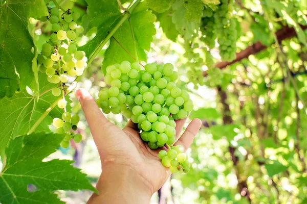 Uvas Cordão Vinha Antes Colheita Foco Seletivo Cultivo Uvas Frutas — Fotografia de Stock