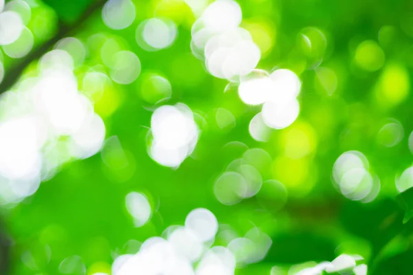 Fundo Verde Natural Com Foco Seletivo Sol Brilhante Primavera Verão — Fotografia de Stock