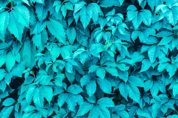 Växter Blad Textur Bakgrund Färg 2020 Trend Mynta För Designern — Stockfoto