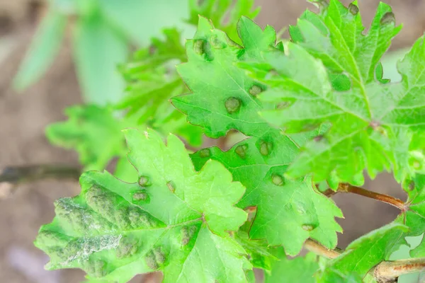 Diseases of grape leaves. caused by a parasite or insect, bites, living within the vines. Does not affect grapes. — Stock Image Diseases Grape Leaves Caused Parasite Insect Bites Living Vines Does Stock Photo