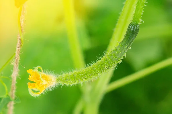 Cucumber Blossom Yellow Cucumber Flowers Field Growing Cucumbers — Stock Photo, Image