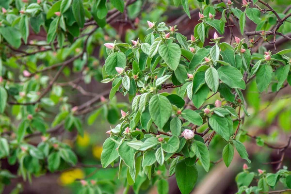 春にきれいな木が花を咲かせます 果樹園の開花木の終わり クインスの開花する枝 葉と花 — ストック写真