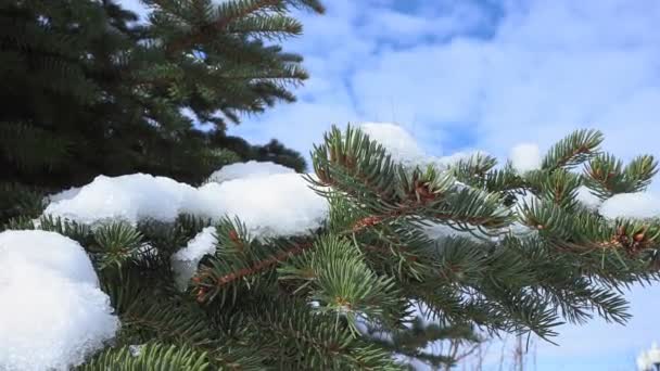 Nieve en las ramas del árbol de Navidad en primavera, derretimiento de nieve — Vídeo de stock
