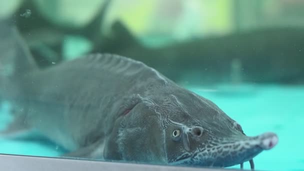 수족관에 있는 물고기 철갑상어는 선택적으로 집중 한다 — 비디오