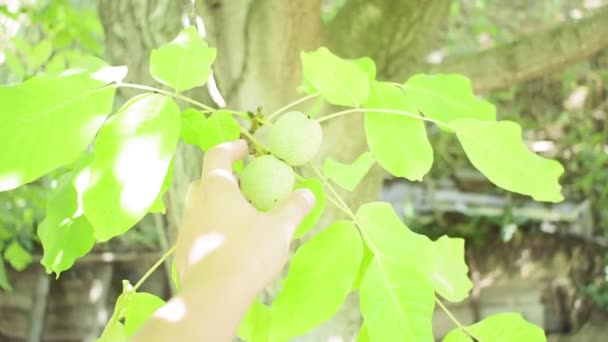 Las nueces verdes maduran, sobre la rama del árbol con las hojas verdes se acercan con los rayos del sol brillante. Concepto de crecimiento — Vídeo de stock