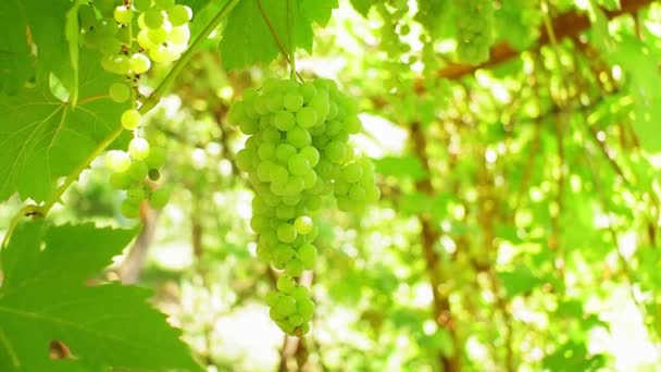 Δέσμες πράσινων σταφυλιών στον αμπελώνα. σταφύλια βιολογικής καλλιέργειας φρούτων για χυμό και κρασί — Αρχείο Βίντεο