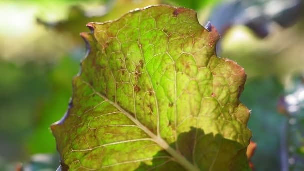 밖에 있는 상추 잎을 클로즈업해서. 유기 식물의 성장 — 비디오