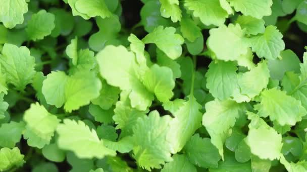 Salade de moutarde. Récolte de l'agriculture agriculture biologique naturelle sans OGM . — Video