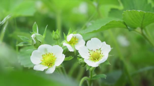 Witte aardbeien bloemen bloeiende planten in het voorjaar — Stockvideo