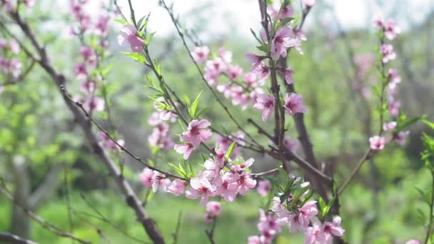 春の開花時に枝に桃が咲きます。果樹園の開花木 — ストック動画