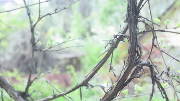 Vine in the spring. vineyard in the garden — Stock Video