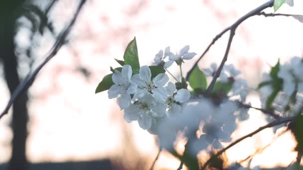 Witte kersenbloesems sluiten in het voorjaar bij zonsondergang selectieve focus — Stockvideo