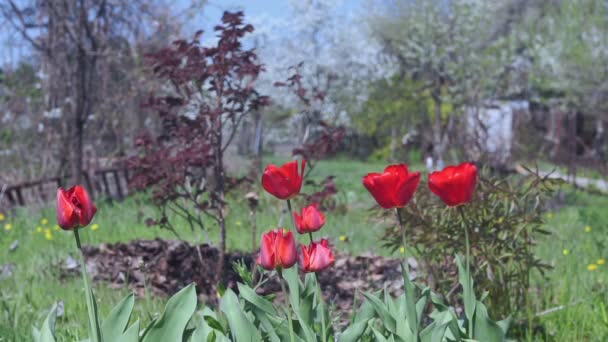 红色郁金香花是一个有选择的焦点。接近模糊的背景。为你设计的春花的肉感图案 — 图库视频影像