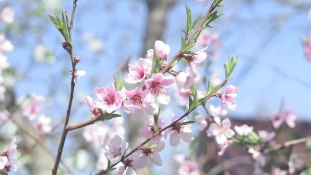 Blühender rosa Zweig eines Pfirsichbaumes im Sonnenlicht, grüne Blätter und rosa verschwommene Blüten. Selektiver Fokus, schöne Bokeh und lebendige Farbe — Stockvideo