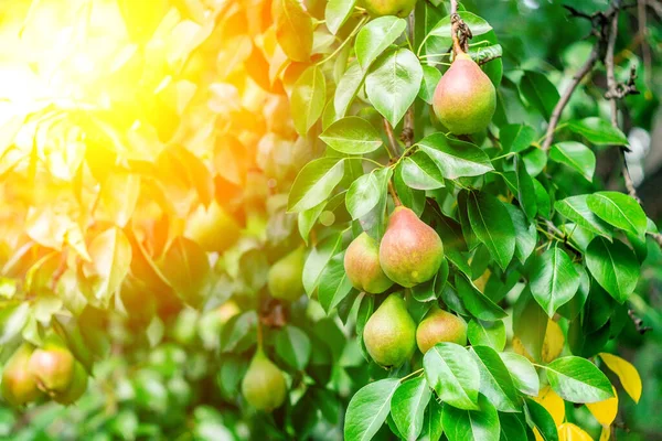 Dojrzałych Gruszek Gałęzi Drzewa Organiczne Gruszki Ogrodzie Zamknij Widok Gruszki — Zdjęcie stockowe