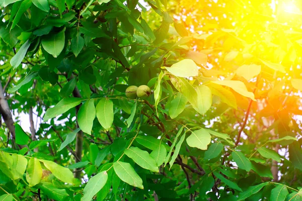 Καρύδια Στο Δέντρο Ηλιοβασίλεμα Δέντρο Καρύδια Πράσινο Φόντο Φύλλων — Φωτογραφία Αρχείου