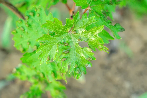Grape leaves disease infected vineyard grape plant disease — Stock Image Grape Leaves Disease Infected Vineyard Grape Plant Disease Royalty Free Stock Images