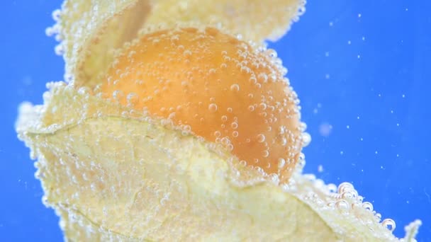 Buah physalis Physalis peruviana close-up in the water, under the water . — Stok Video