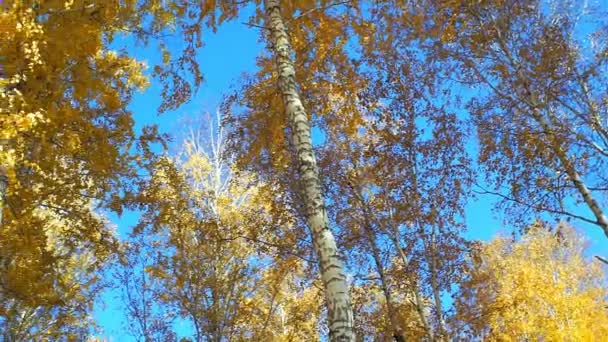 Осенний лес на голубом небе. осенний фон — стоковое видео