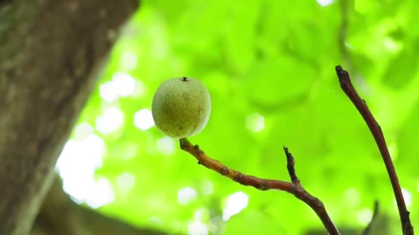 Зеленые грецкие орехи созревают крупным планом с лучами яркого солнца. Концепция выращивания органических фруктов в саду — стоковое видео