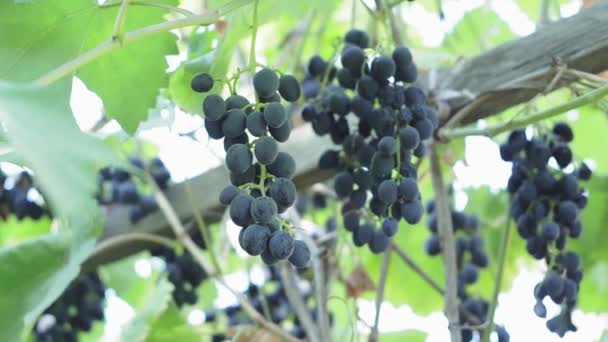Bouquet de raisins sur la vigne aux rayons du vignoble de soleil éclatant. ferme fruitière biologique — Video
