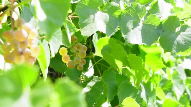 Uvas verdes frescas en la vid. Luces solares de verano. Instantánea de enfoque — Vídeo de stock