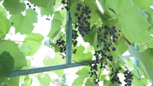 Svarta druvor närbild på hösten i starkt solljus, på en naturlig bakgrund. Ekologisk odling av frukt för vin och juice — Stockvideo