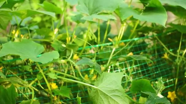 Farmer holds fresh organic cucumbers in her hands - close up image selective focus — 비디오