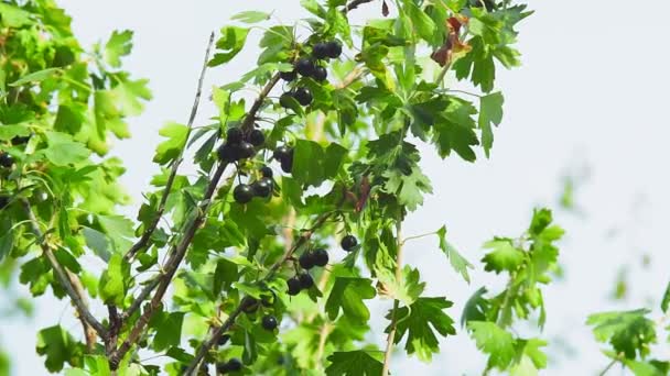 Guldsvarta vinbär på en gren av en buske i trädgården. odling av ekologiska produkter — Stockvideo