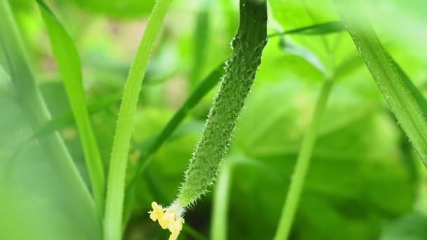 Zielone ogórkowe zbliżenie warzyw ekologicznych. Organiczne ogórki wiszące na gałęzi. Jak hodować ogórki w domu. — Wideo stockowe